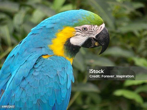 Beautiful Parrot Stock Photo - Download Image Now - Bird, Dreamlike, Horizontal