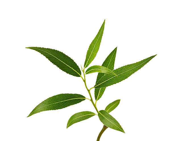 istock willow branch with green leaves isolated 499172451