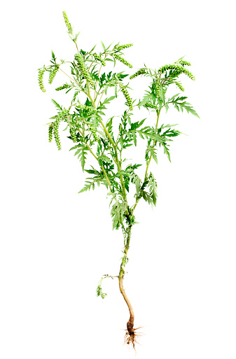 Richweed Roots Ragweed Plant With Root Isolated On White Background Common Allergen ...