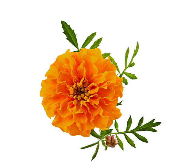 istock marigold flower isolated, Latin name Tagetes 499173151