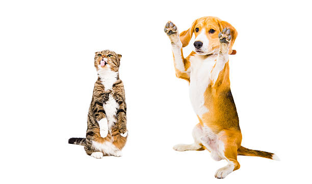 istock Beagle and cat Scottish Fold together 499173296