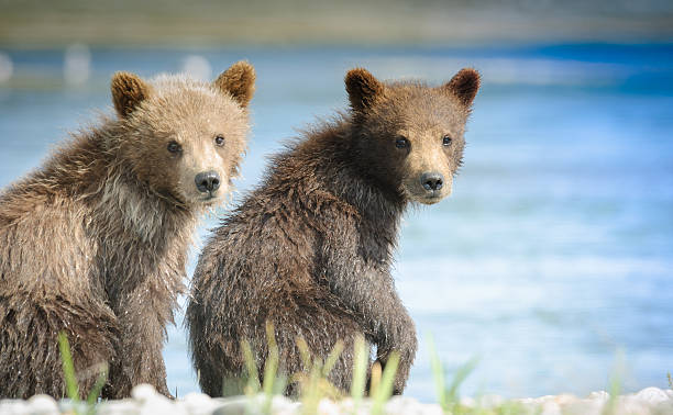 dois alasca brown bear cubs vista frontal do rio mcneil em - katmai peninsula imagens e fotografias de stock