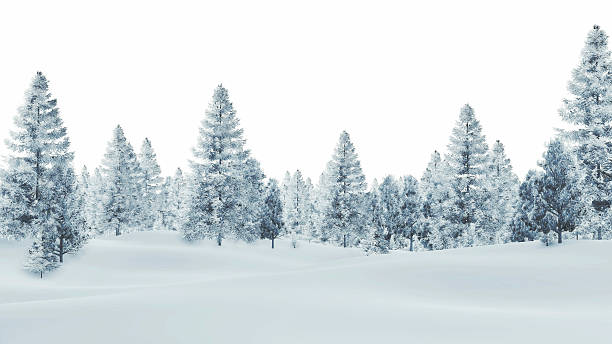 nívea spruce bosque sobre un fondo blanco - forest landscape pine tree snow fotografías e imágenes de stock