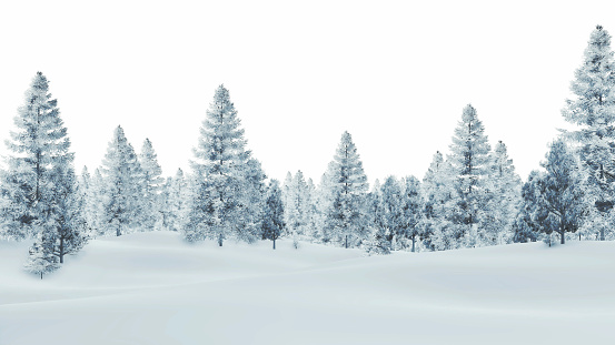 Snowy spruce forest on a white background