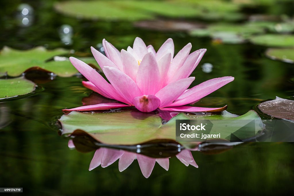 Lilypad - Foto stock royalty-free di Acqua