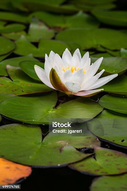 Lilypad Stock Photo - Download Image Now - Close-up, Flower, Soft Focus