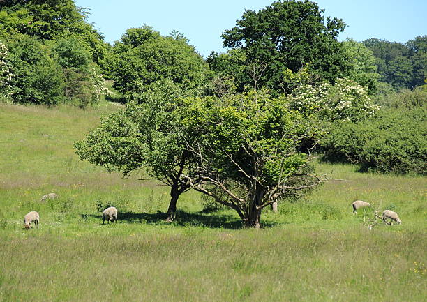 istock Sheep on a field in summer with blue sky 499175135