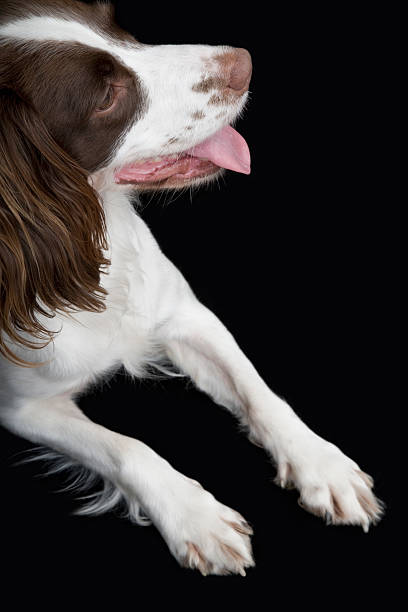 istock Closeup Of English Springer Spaniel 499175231