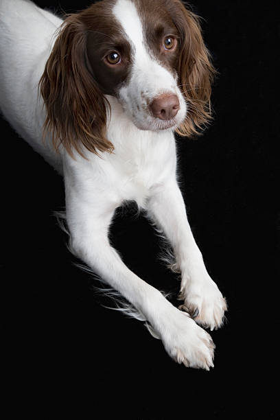 istock Closeup Of English Springer Spaniel 499175233
