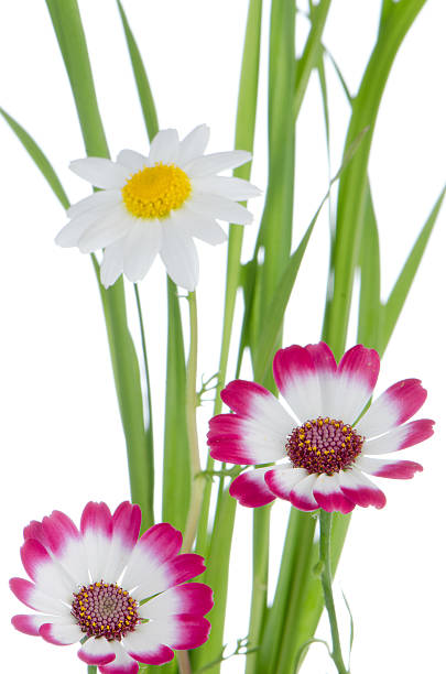 istock Beautiful pink flowers and green grass 499175300