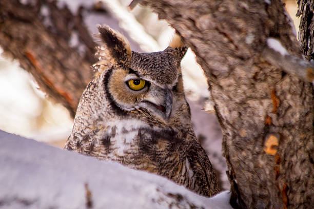 istock Great Horned Owl in Snow Covered Tree 499175634