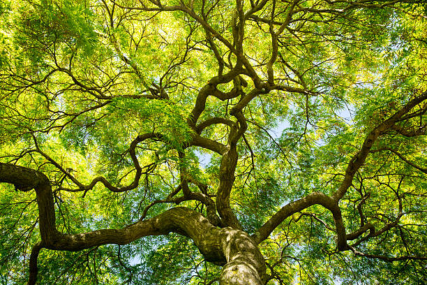 Japanese Maple Canopy stock photo