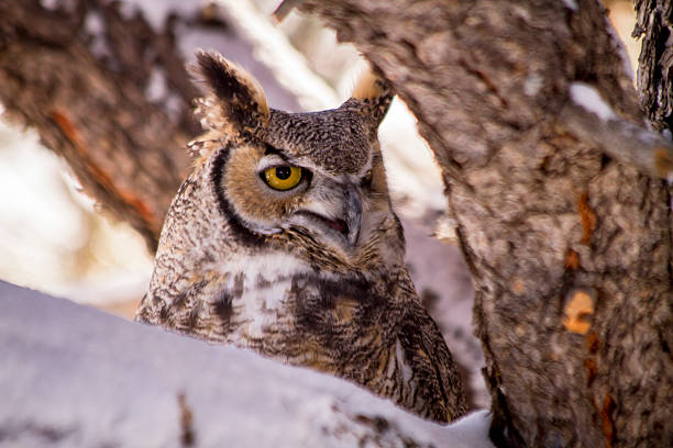 istock Great Horned Owl in Snow Covered Tree 499175738
