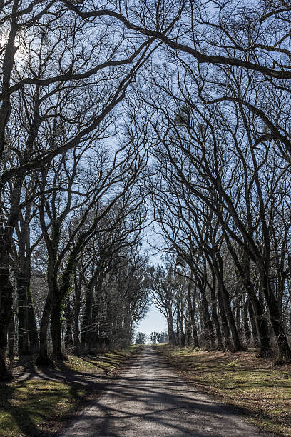 Rambouillet forest during the fall season at France