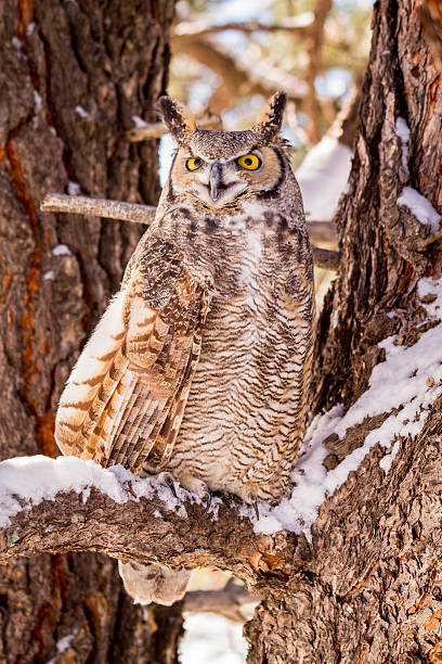 istock Great Horned Owl in Snow Covered Tree 499176504