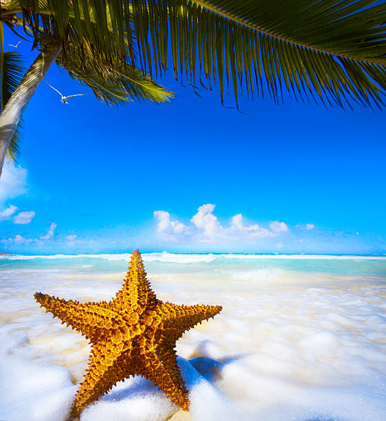 istock Art Sea star on the beach 499176615