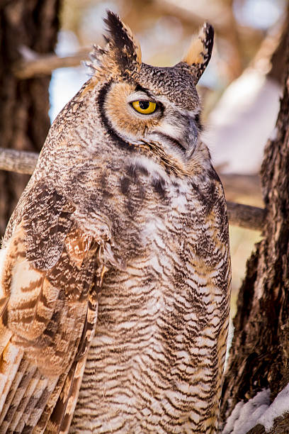 istock Great Horned Owl in Snow Covered Tree 499176618