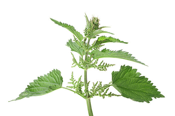 istock Green leafs of nettle 499176637