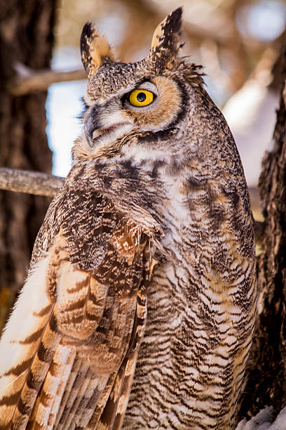 istock Great Horned Owl in Snow Covered Tree 499176666