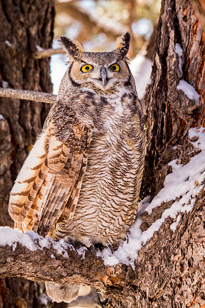istock Great Horned Owl in Snow Covered Tree 499176692