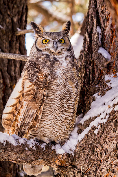 istock Great Horned Owl in Snow Covered Tree 499176712