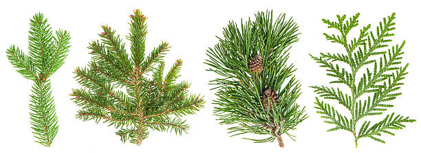 istock Evergreen tree branch set isolated on white. Coniferous plants 499177174