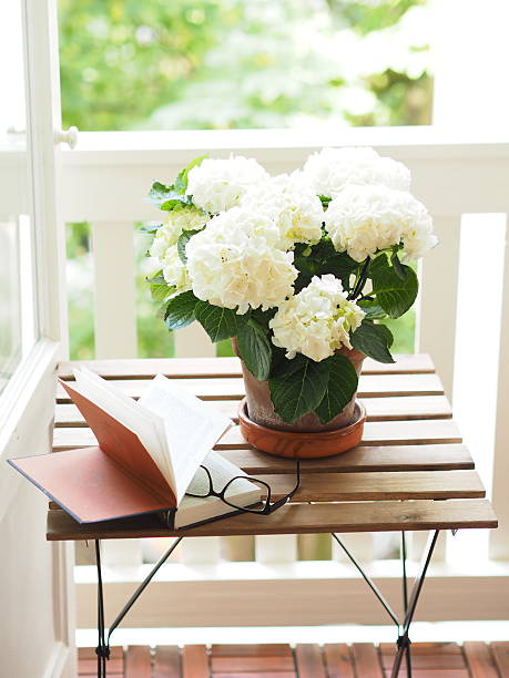 ouvert livre et les verres sur la table à côté d'un pot de fleurs - hortense photos et images de collection