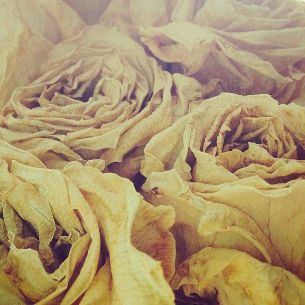 istock Artsy Dried Roses 499179028