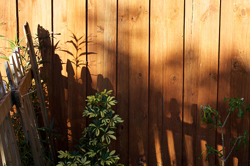 The morning sun is casting shadows of a picket fence onto a stockade fence with umbrella and plumeria plans showing with copy space in the upper right.