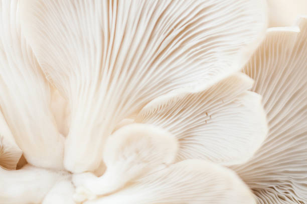 istock Fresh organic white mushrooms 499182822