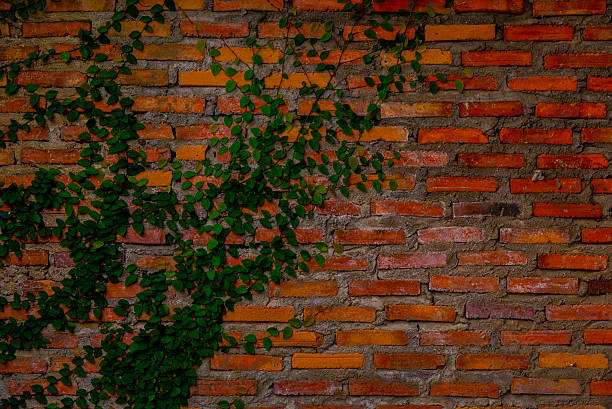 istock Ivy on the orange brick wall 499183250