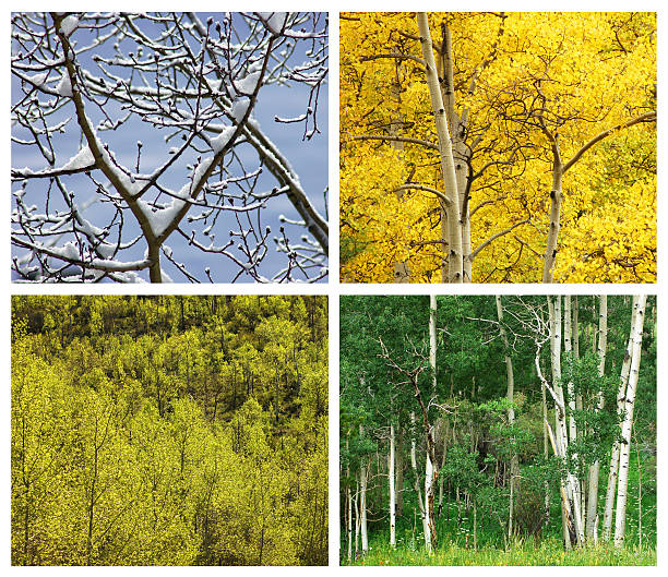Four Seasons Aspen trees in the four seasons in the Colorado Rocky Mountains birch gold group reviews usa stock pictures, royalty-free photos & images