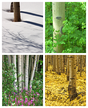 Aspen trees in the four seasons in the Colorado Rocky Mountains