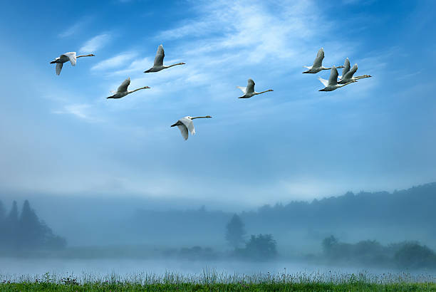 istock Cranes flying in an early morning mist 499184522