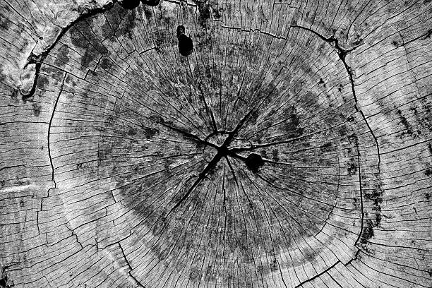 istock tree stump in the garden 499184842