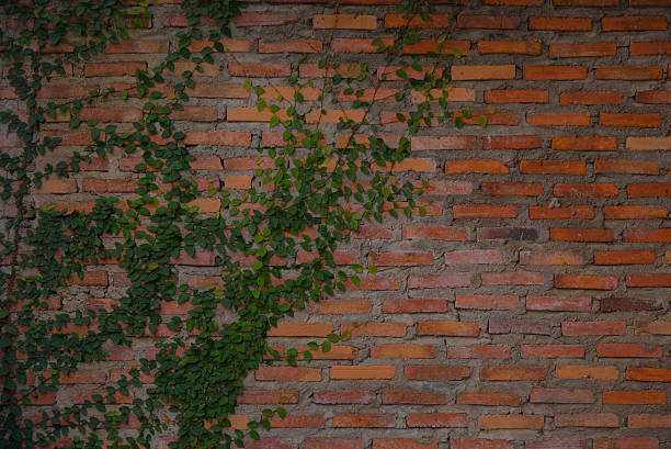 istock ivy on the brick wall with soft tone 499185580