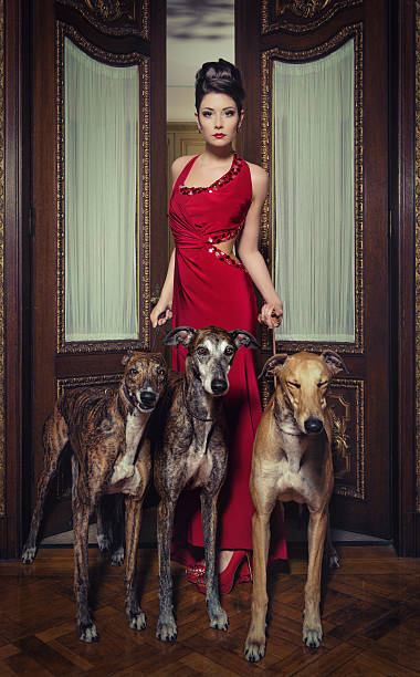 lady with greyhounds stock photo