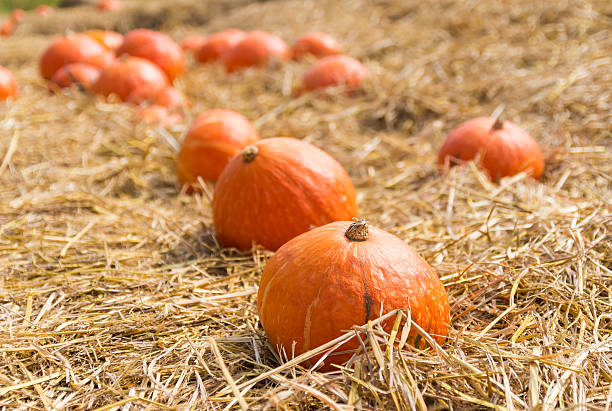istock Orange pumpkins on straw at the farm 499188497