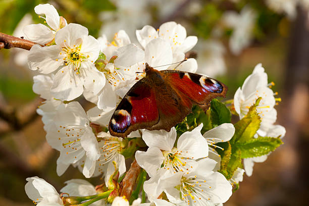 istock Beautiful butterfly on flowers 499188525