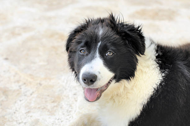 border collie stock photo