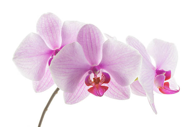 istock Pink streaked orchid flowers 499189629