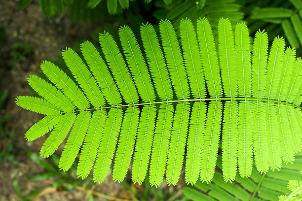 green leaves stock photo