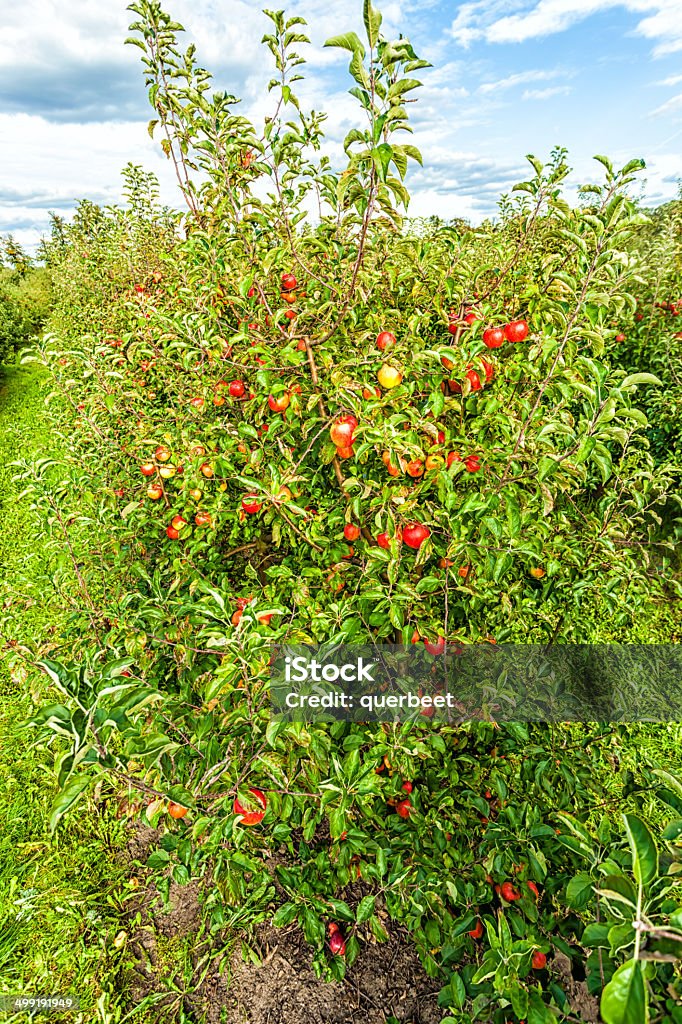 Äpfel im Obstgarten - Lizenzfrei Agrarbetrieb Stock-Foto