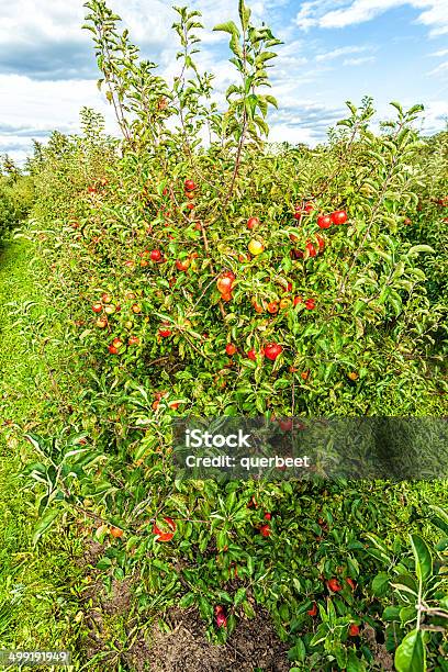 Äpfel Im Obstgarten Stockfoto und mehr Bilder von Agrarbetrieb - Agrarbetrieb, Apfel, Apfelbaum