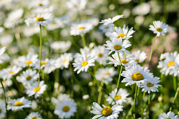 istock Medical Flowers #4 499191965