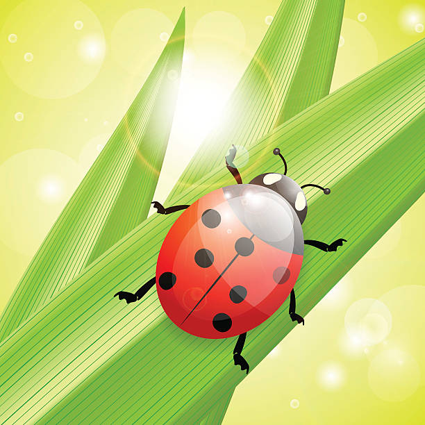 Ladybug an a blade of grass, illustration Ladybug an a blade of grass, illustration, vector, eps10, with transparency and gradient meshes seven spot ladybird stock illustrations