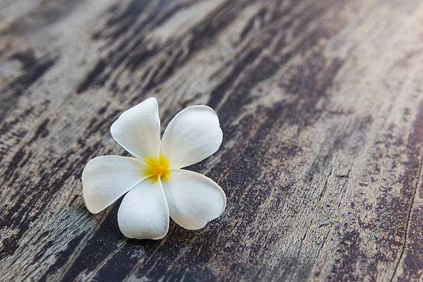 istock Tropical flowers frangipani (plumeria). 499193463