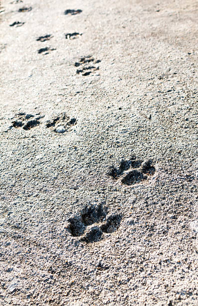 footprint of dog on the cement floor stock photo