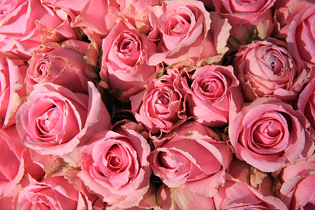 istock Pink roses in bridal bouquet 499195601