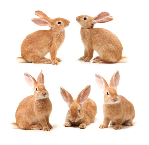 istock Baby of orange rabbit 499196182